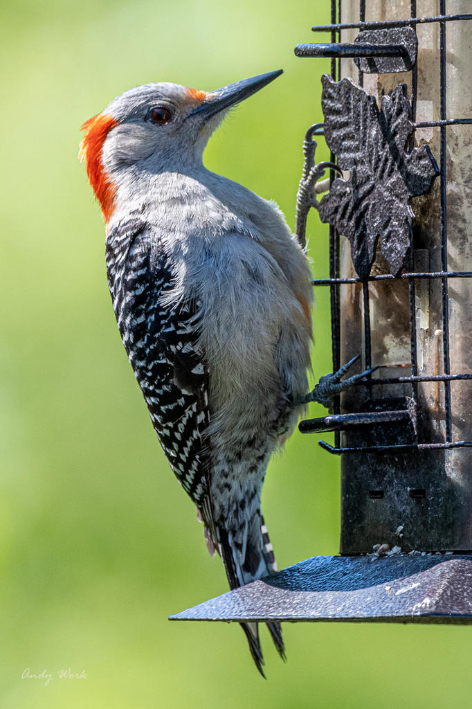 Birds-507331.jpg