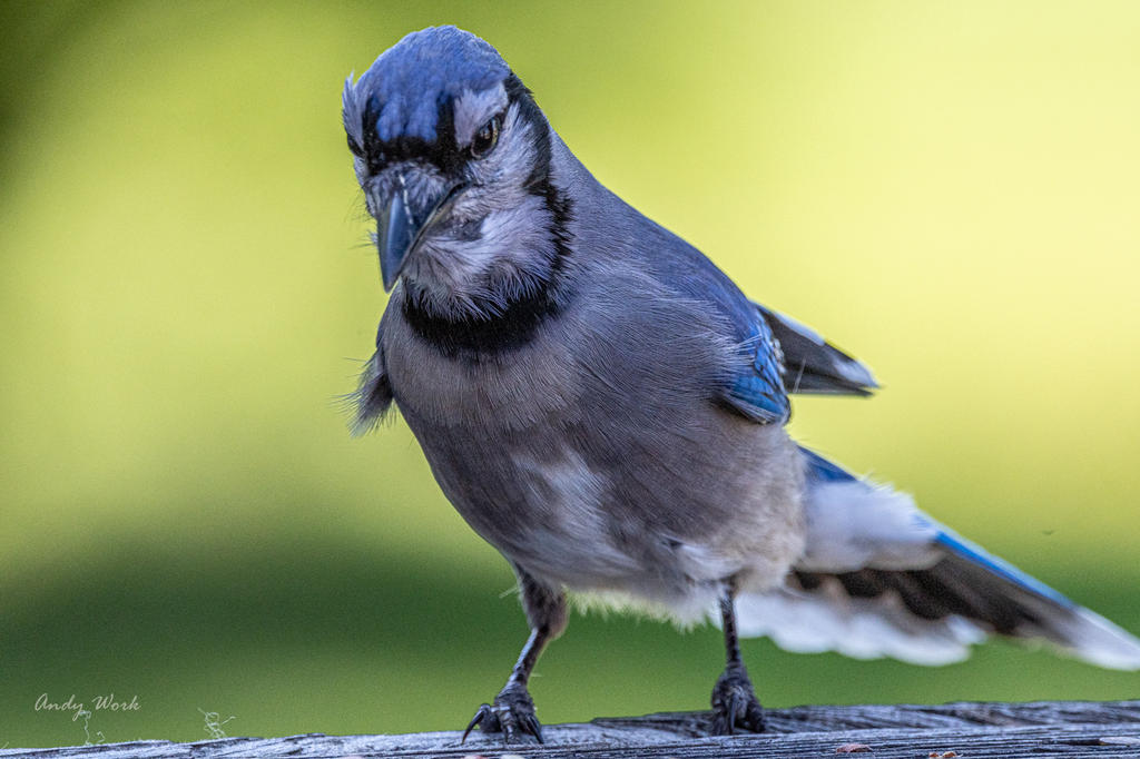 Birds-507346.jpg