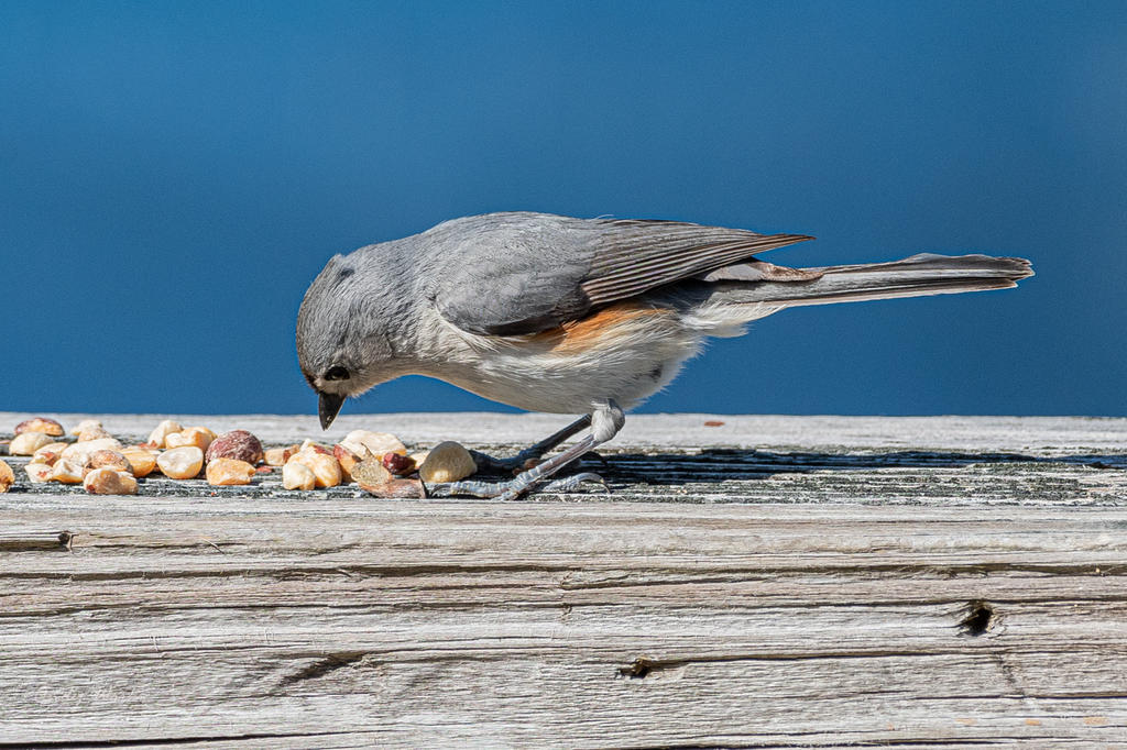 Birds-507369.jpg