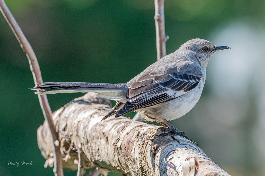 Birds-507385.jpg