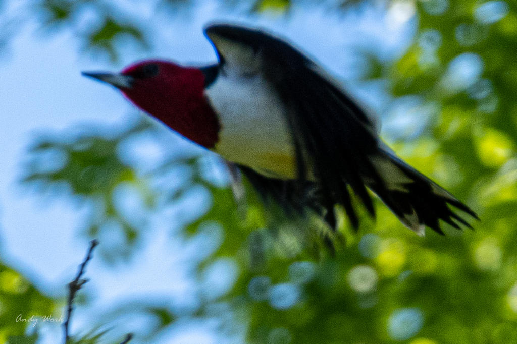 Birds-507423-Edit.jpg