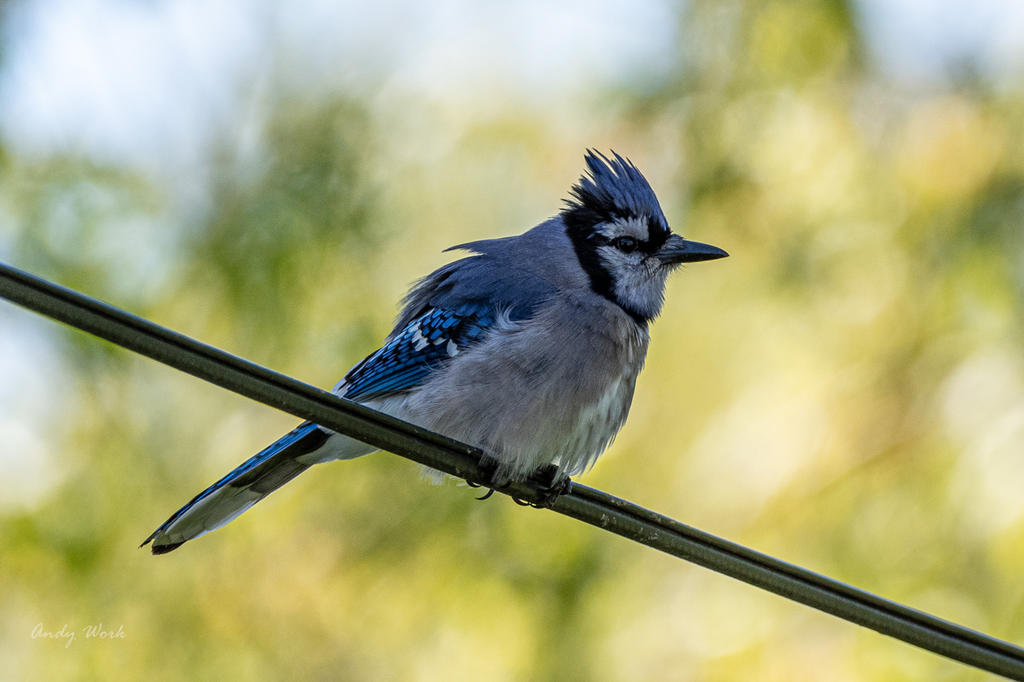 Birds-507425.jpg