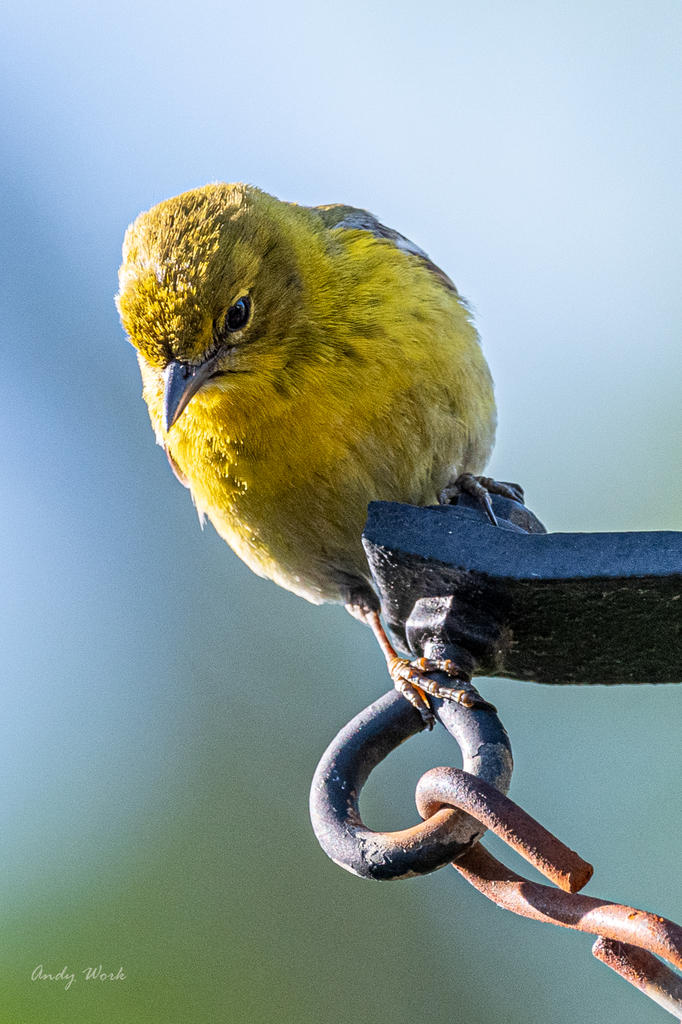 Birds-507440.jpg