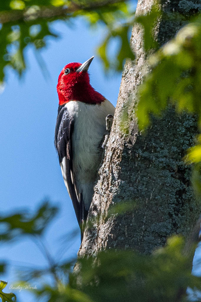 Birds-507450.jpg