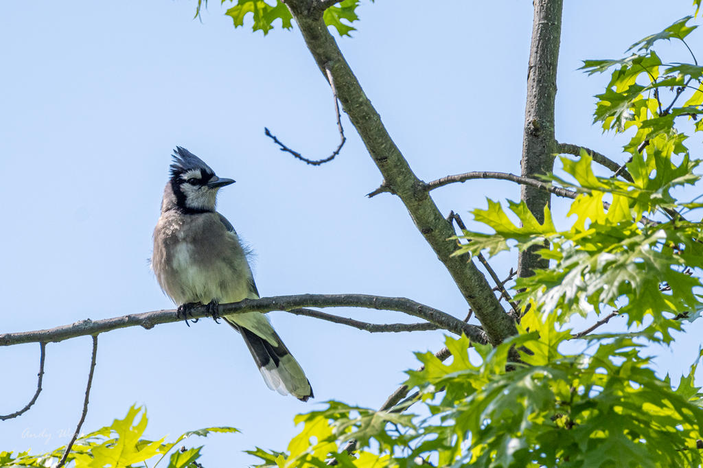 Birds-507462.jpg