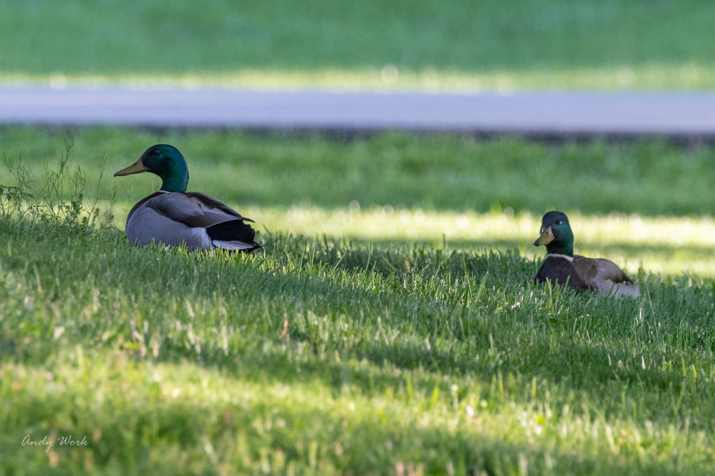 Birds-507481.jpg