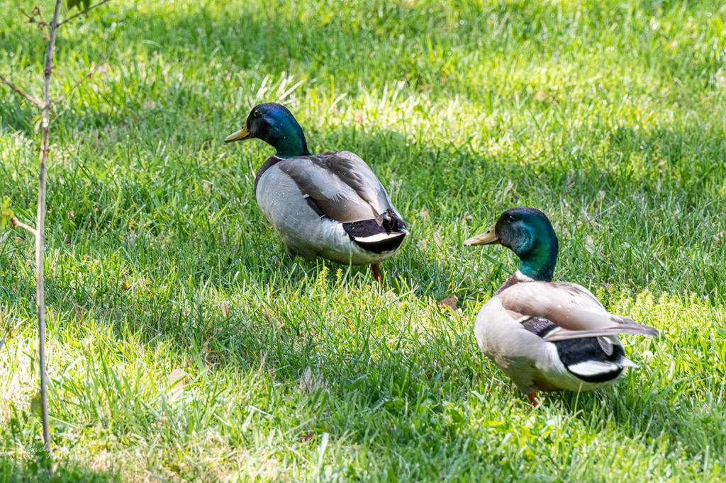 Birds-507486.jpg
