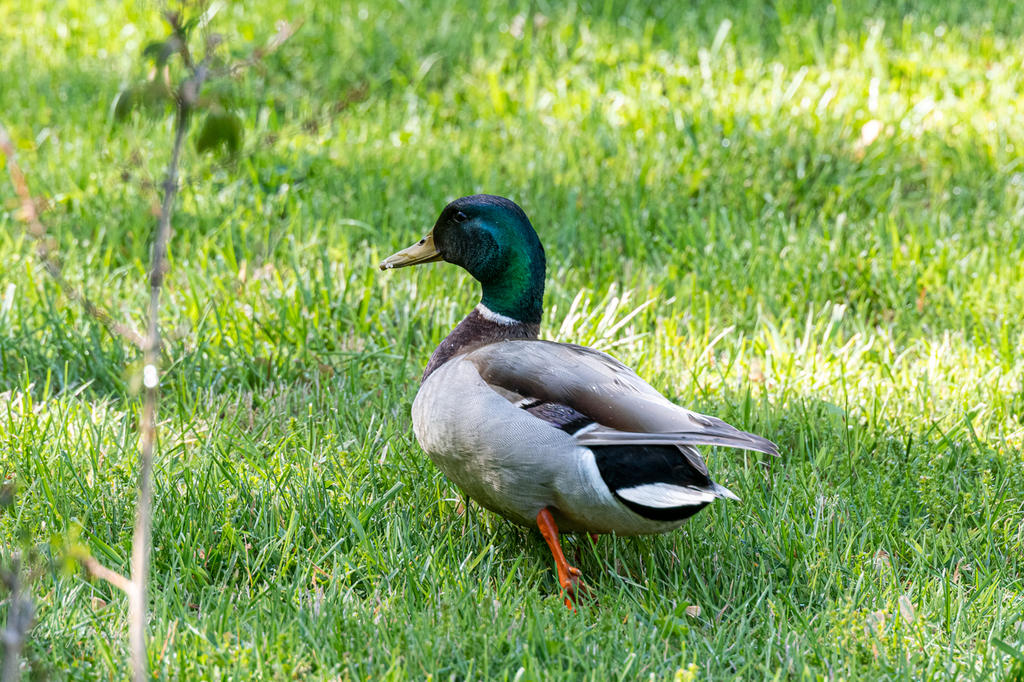 Birds-507489.jpg
