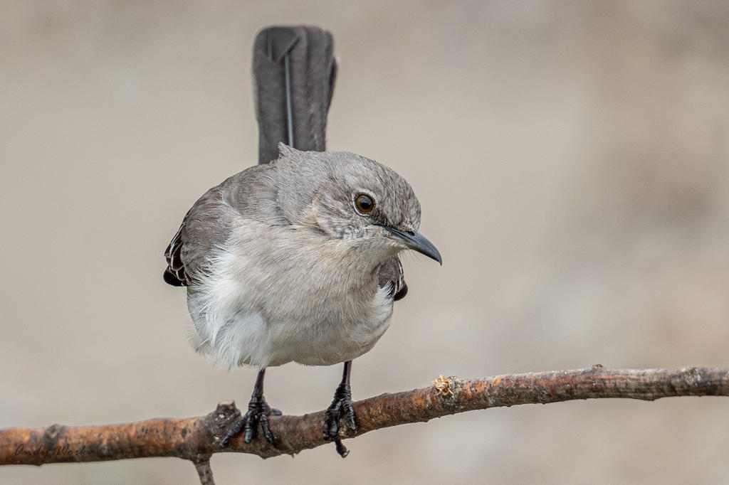 Birds-507538.jpg