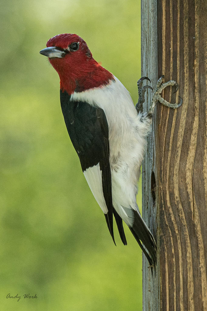Birds-507543.jpg