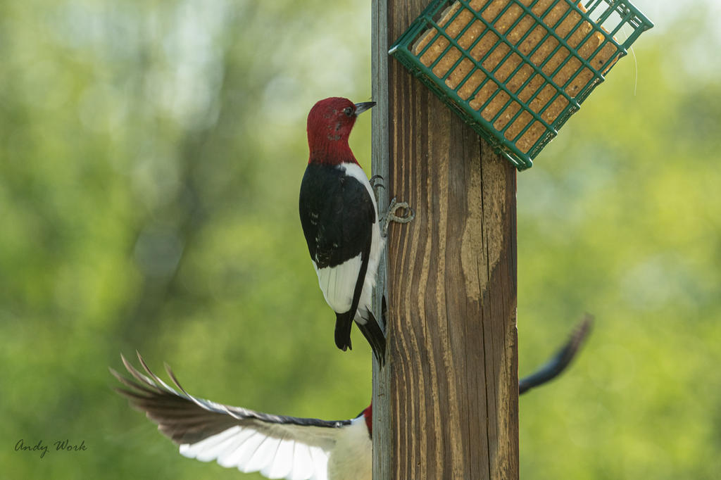 Birds-507547.jpg