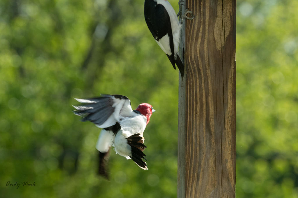 Birds-507549.jpg