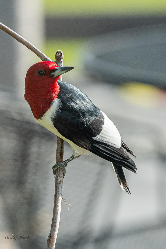 Birds-507566.jpg