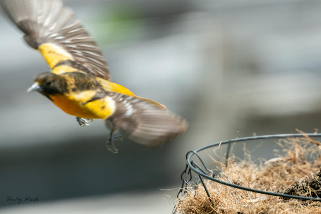 Birds-507574.jpg