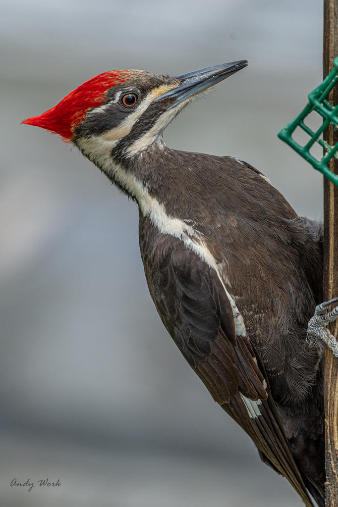 Birds-507578.jpg