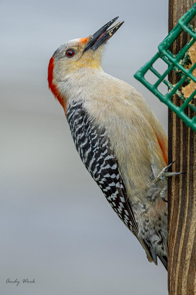 Birds-507614.jpg