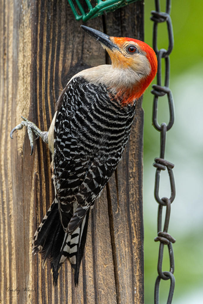 Birds-507649.jpg