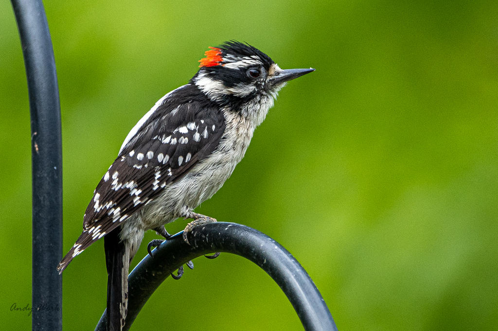 Birds-507666.jpg