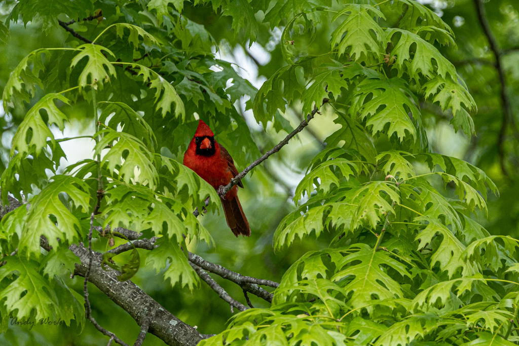 Birds-507674.jpg
