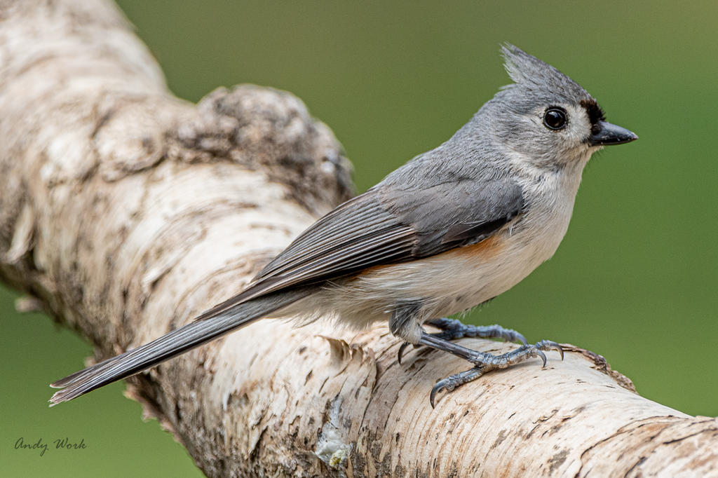 Birds-507691.jpg