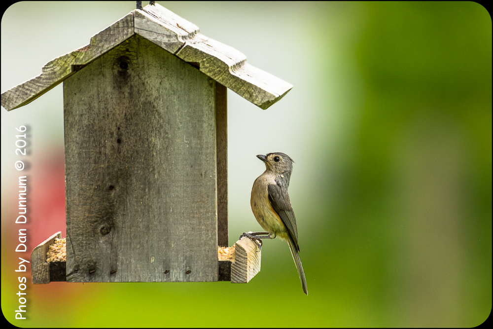 Birds-7095.jpg