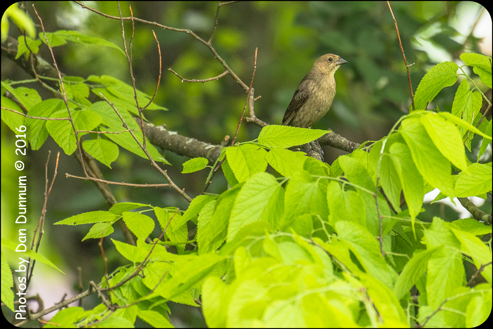 Birds-7107.jpg