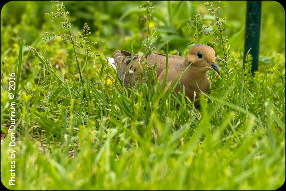 Birds-7114.jpg