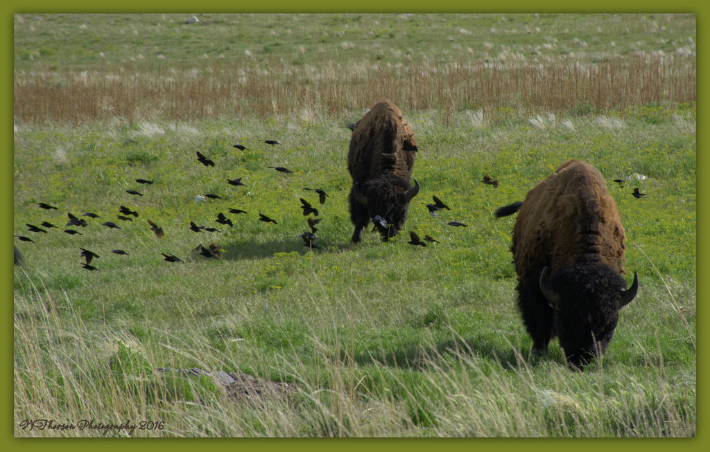 Birds and Buffalo 4-24-2016.jpg