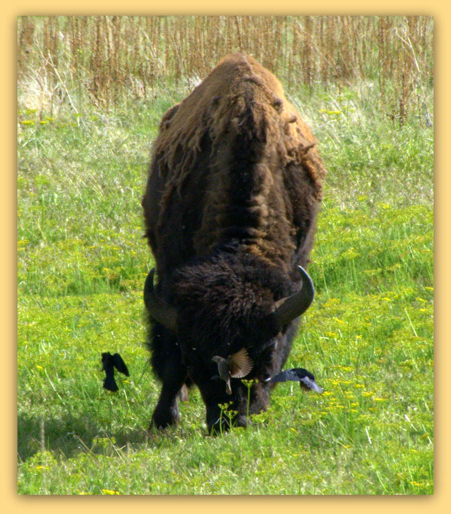 Birds and Buffalo Close Up 4-24-2016.jpg