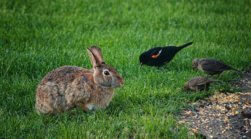 birds and bunny1200.jpg