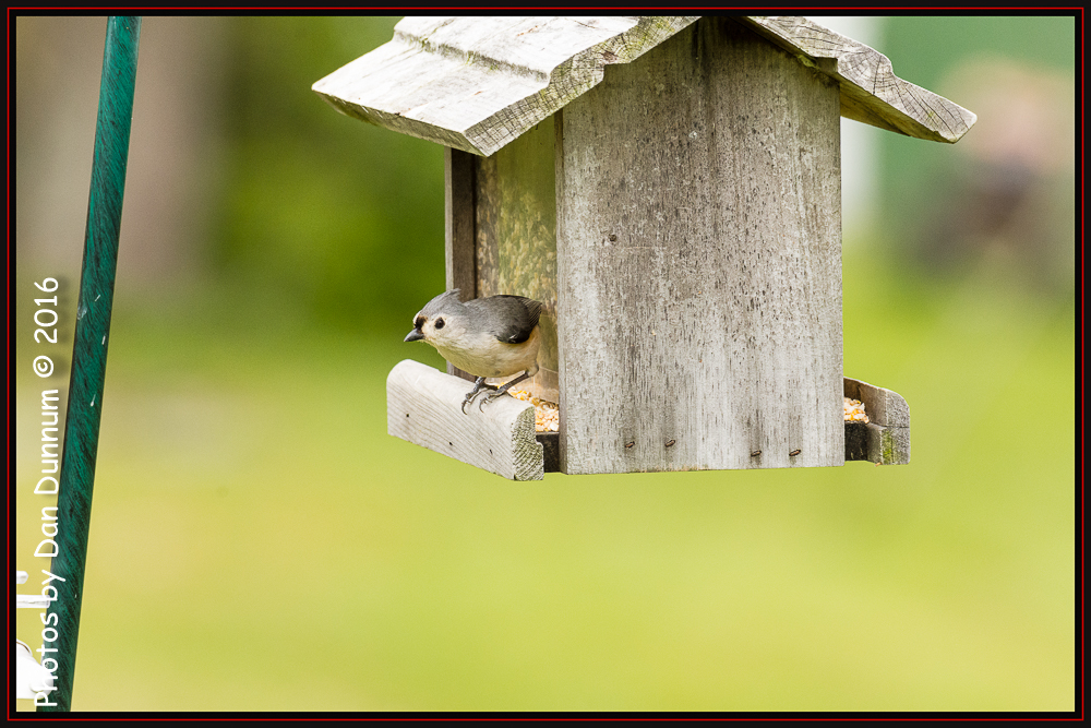 Birds and feeders-4603-Edit.jpg