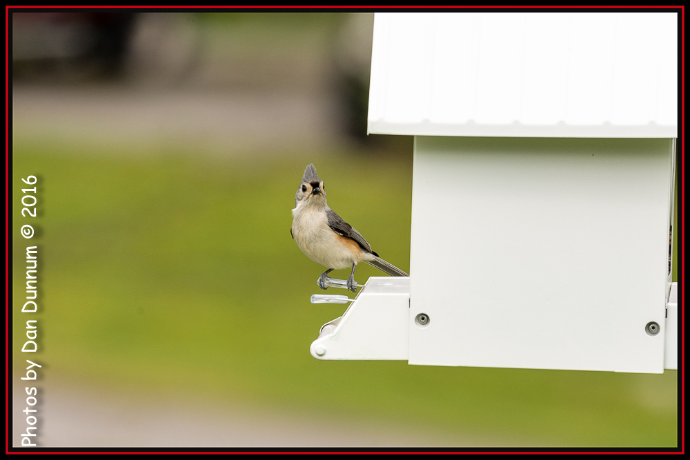 Birds and feeders-4612-Edit.jpg