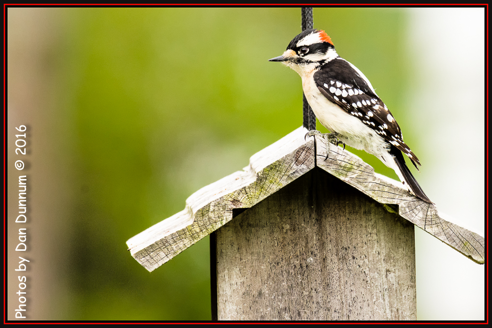 Birds and feeders-4617-Edit.jpg