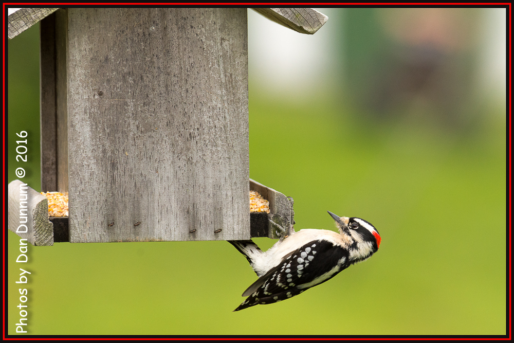 Birds and feeders-4629-Edit.jpg