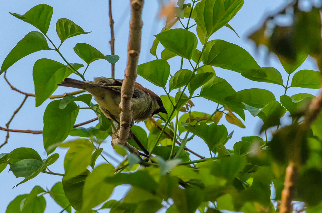 birds-at--Banbung-YPE-1.jpg