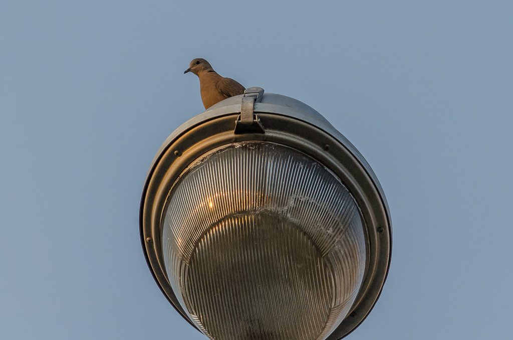 birds-at--Banbung-YPE-2.jpg
