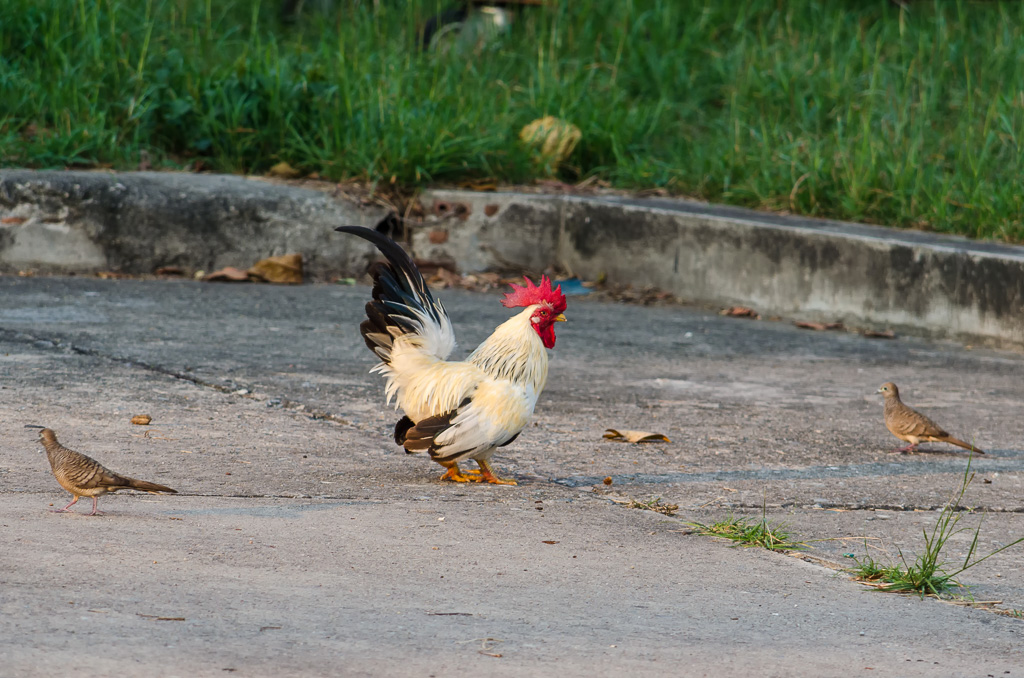 birds-at--Banbung-YPE-3.jpg