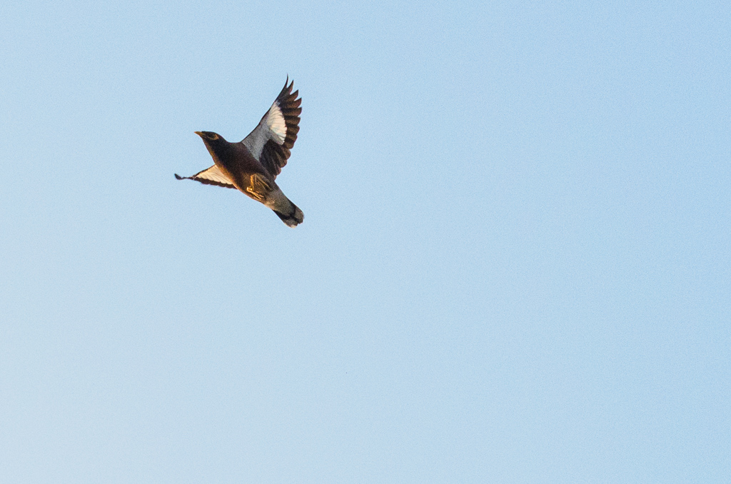 birds-at--Banbung-YPE-4.jpg