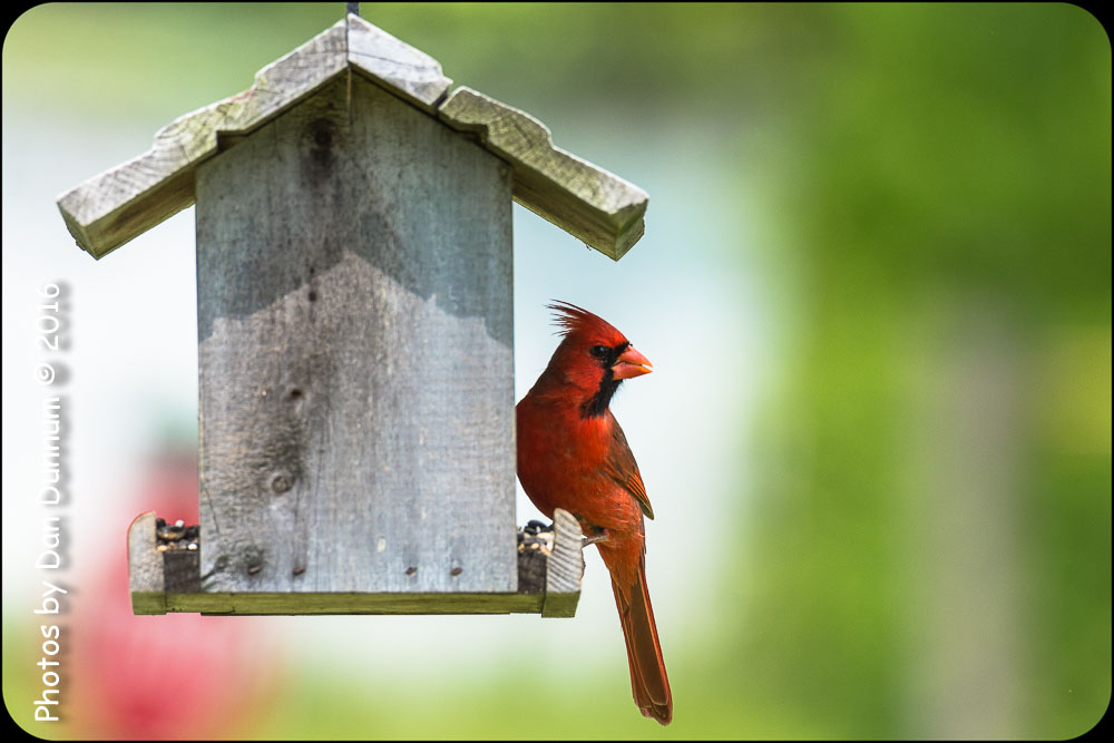 Birds at the Feeder plus-6791.jpg