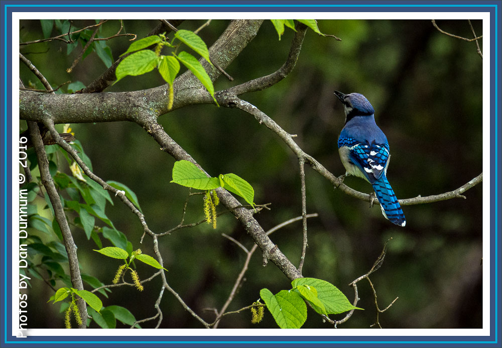 Birds at the Feeder plus-6797-Edit.jpg