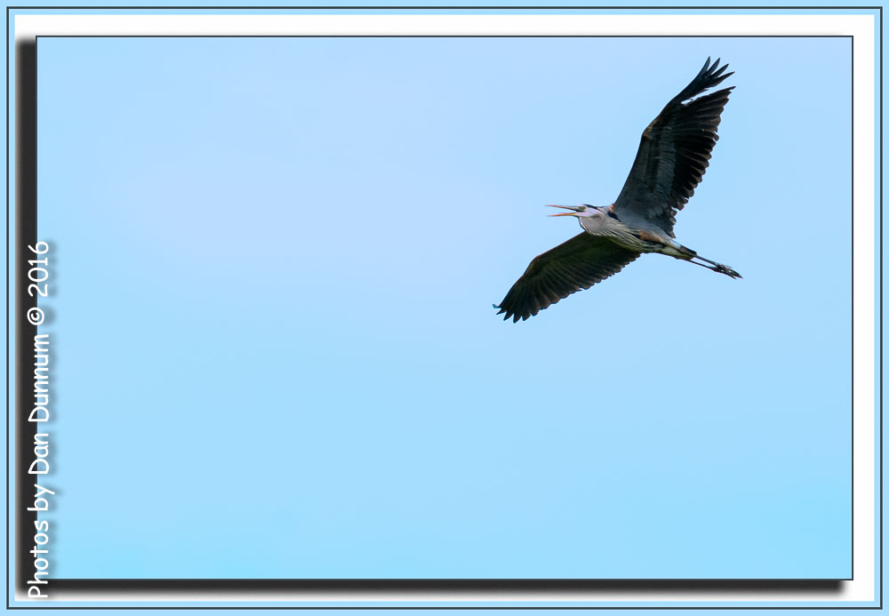 Birds at the Feeder plus-6819-Edit.jpg