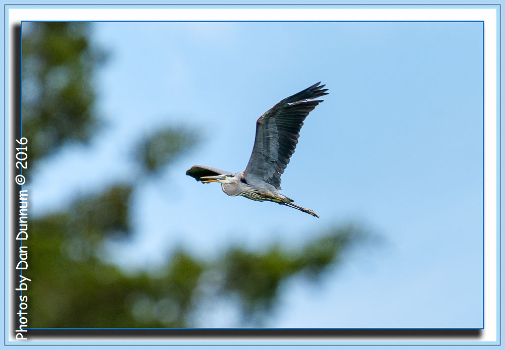 Birds at the Feeder plus-6828-Edit.jpg