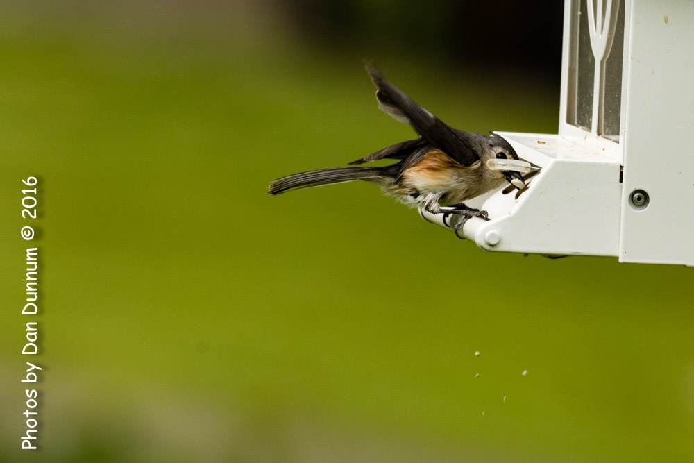 Birds at the Feeders-6563.jpg