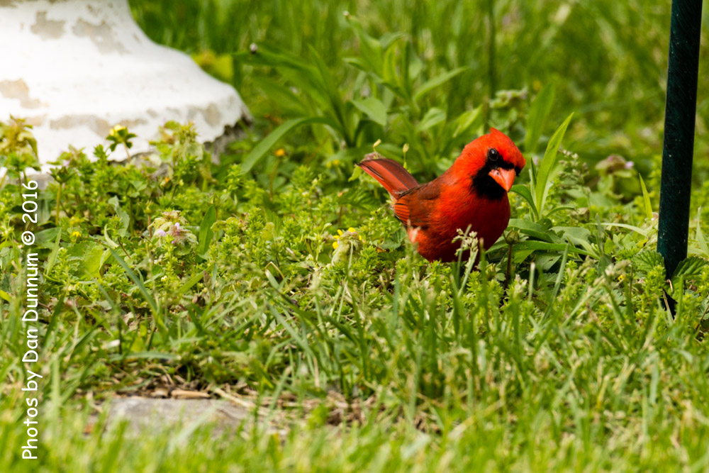 Birds at the Feeders-6572.jpg
