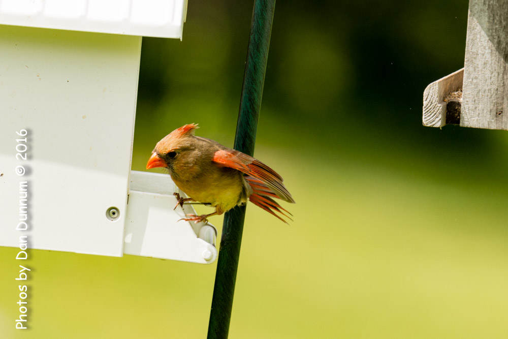 Birds at the Feeders-6594.jpg
