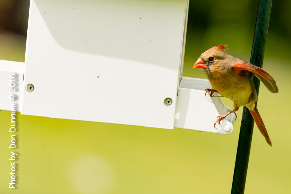 Birds at the Feeders-6595.jpg