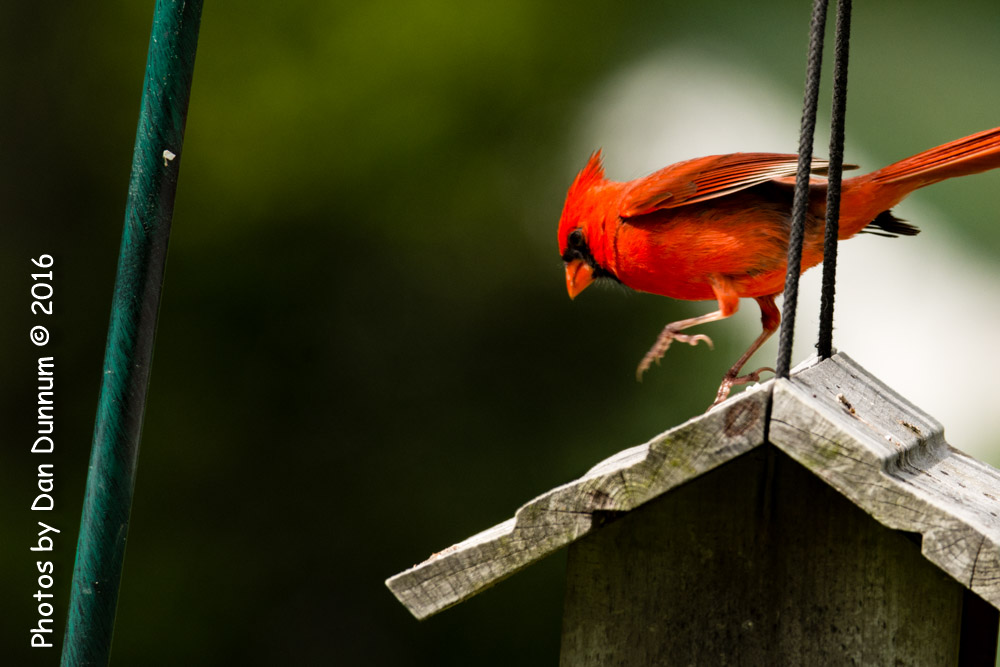 Birds at the Feeders-6609.jpg
