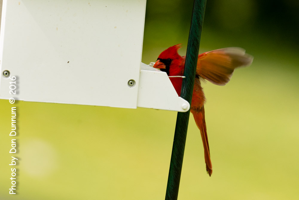 Birds at the Feeders-6614.jpg