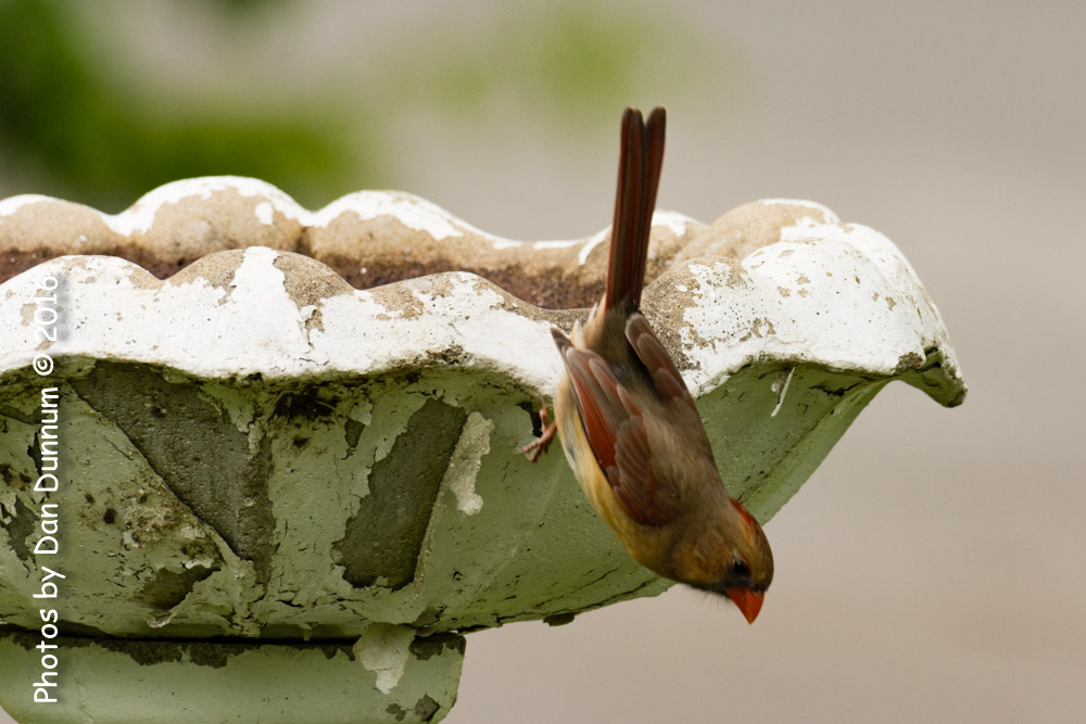 Birds at the Feeders-6647.jpg