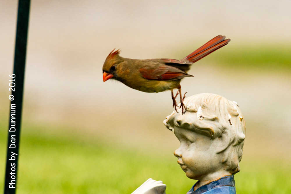 Birds at the Feeders-6651.jpg